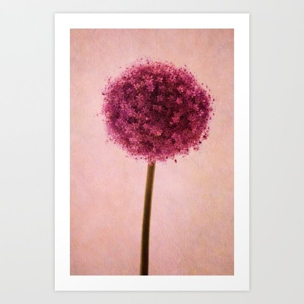 Foto Kunst Print A4 Allium rosa