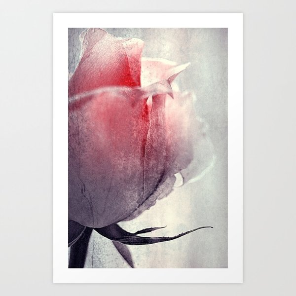 Foto Kunst Print A4 Ice Rose